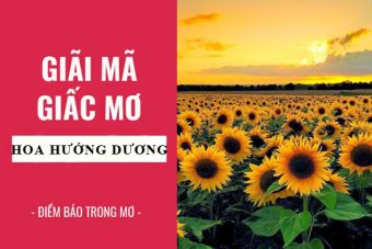 Mơ thấy hoa hướng dương đánh con gì