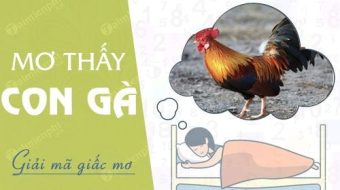 Mơ thấy con gà đánh số mấy