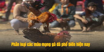 Phân loại các màu mạng gà đá phổ biến hiện nay