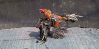 Nhà cái B29 xanh chín nhất