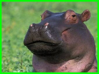 Mơ thấy con hà mã đánh số mấy