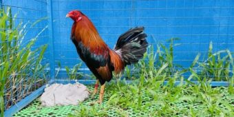 Hướng dẫn cách tham gia chơi đá gà cựa sắt cho người mới