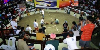 ĐÁ GÀ CỰA DAO 8DAY