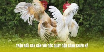 Trận đấu gay cấn với góc quay cận cảnh chiến kê