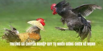 Trận đấu gay cấn với góc quay cận cảnh chiến kê