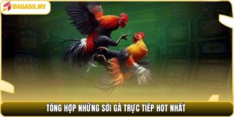 Tổng hợp những sới gà trực tiếp hot nhất.