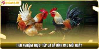 Trải nghiệm trực tiếp đá gà đỉnh cao mỗi ngày.
