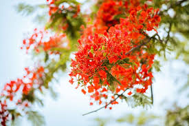 Mơ thấy cây hoa phượng đánh số mấy