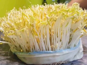 Mơ thấy giá đỗ nên đánh số gì