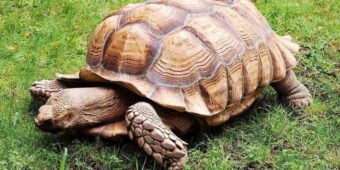 Giải mã giấc mơ thấy rùa: Điềm báo may mắn tài lộc
